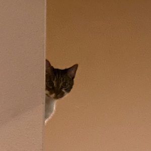 Meet your Posher, Qilin